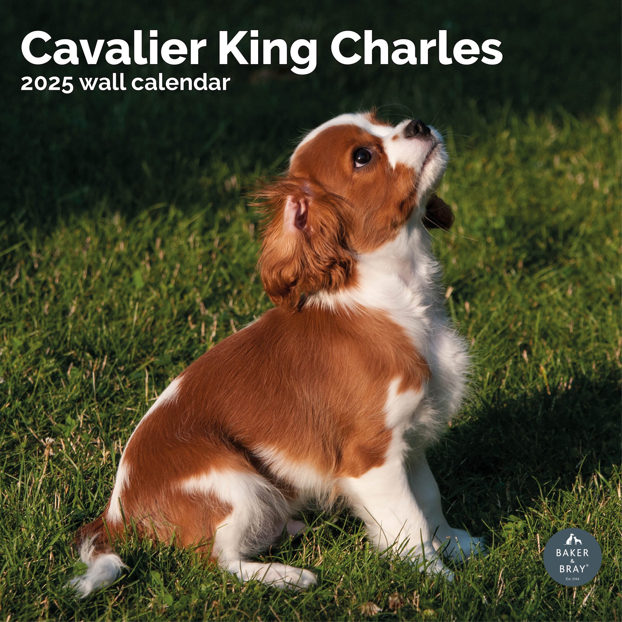 Cavalier King Charles Spaniel Calendar 2025