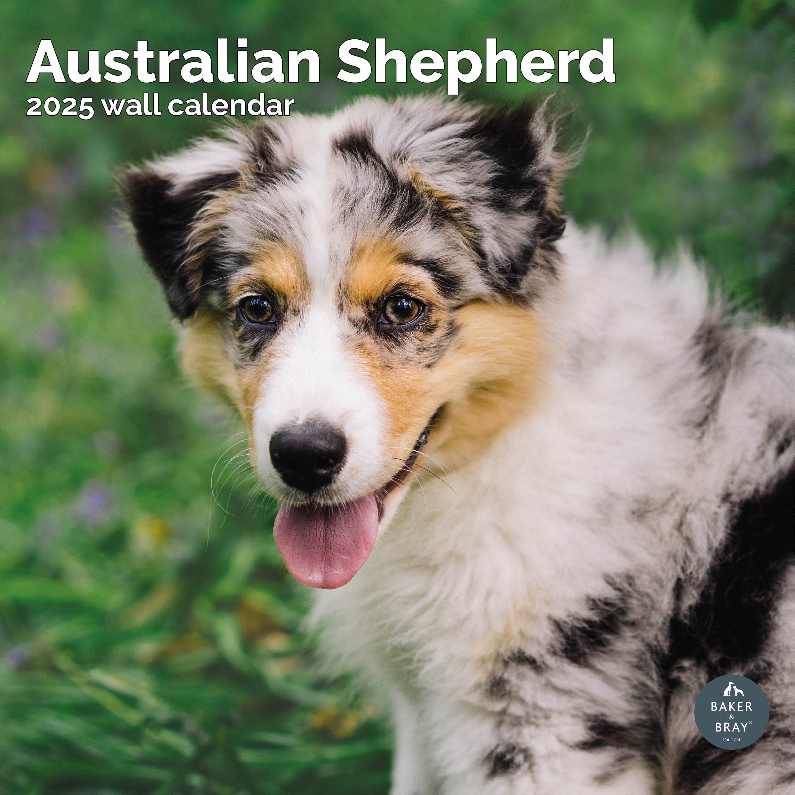 Australian Shepherd Calendar 2025
