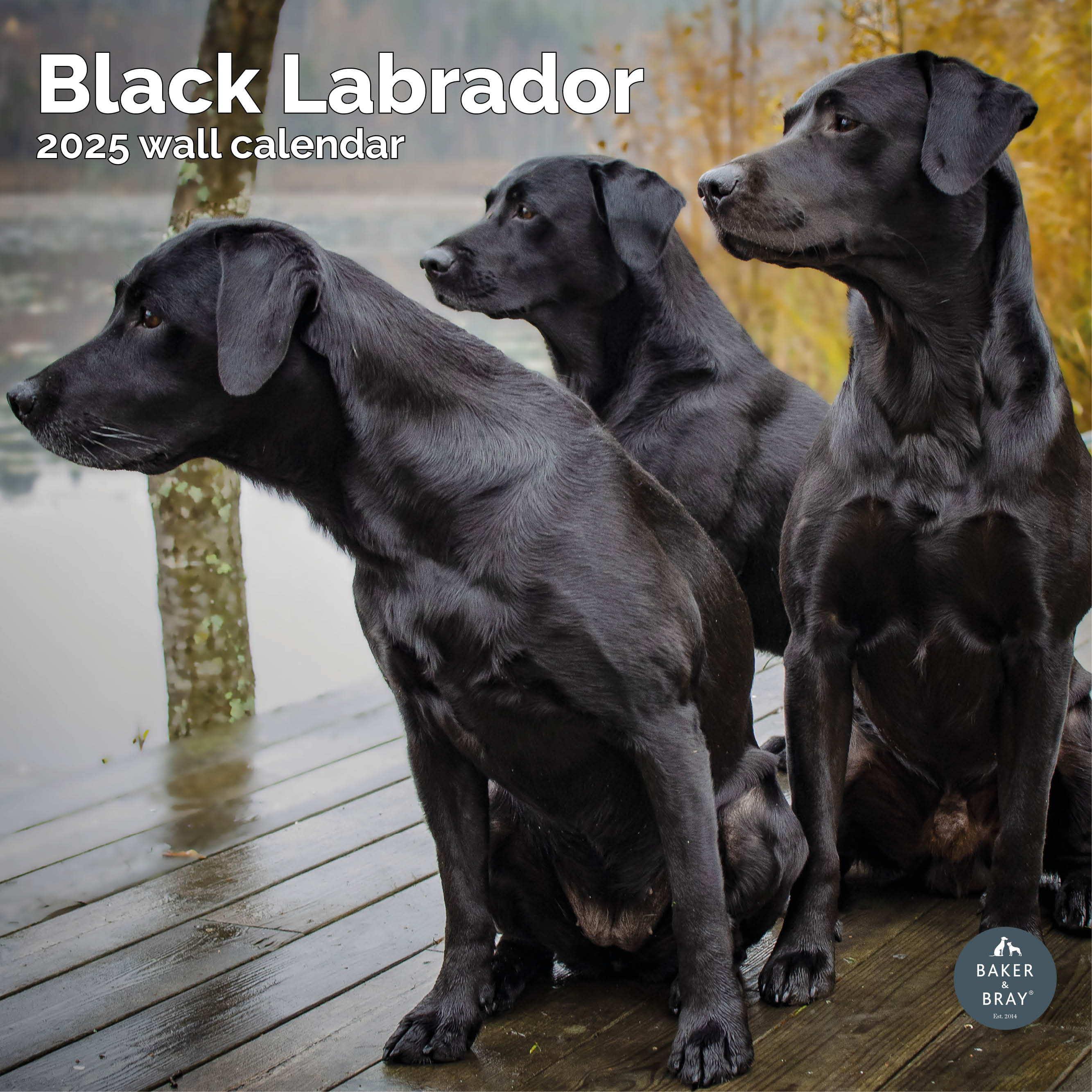 Black Labrador Calendar 2025