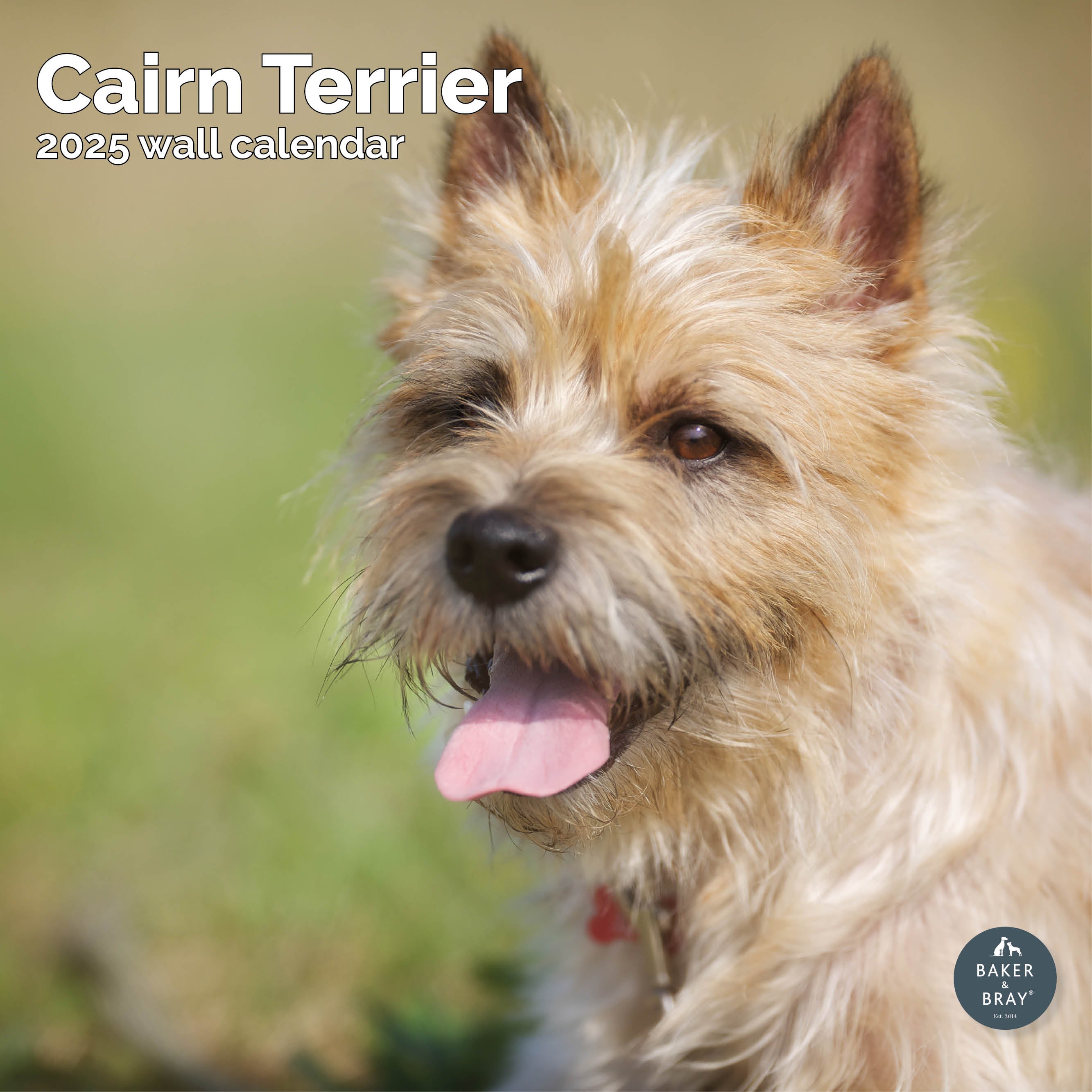Cairn Terrier Calendar 2025