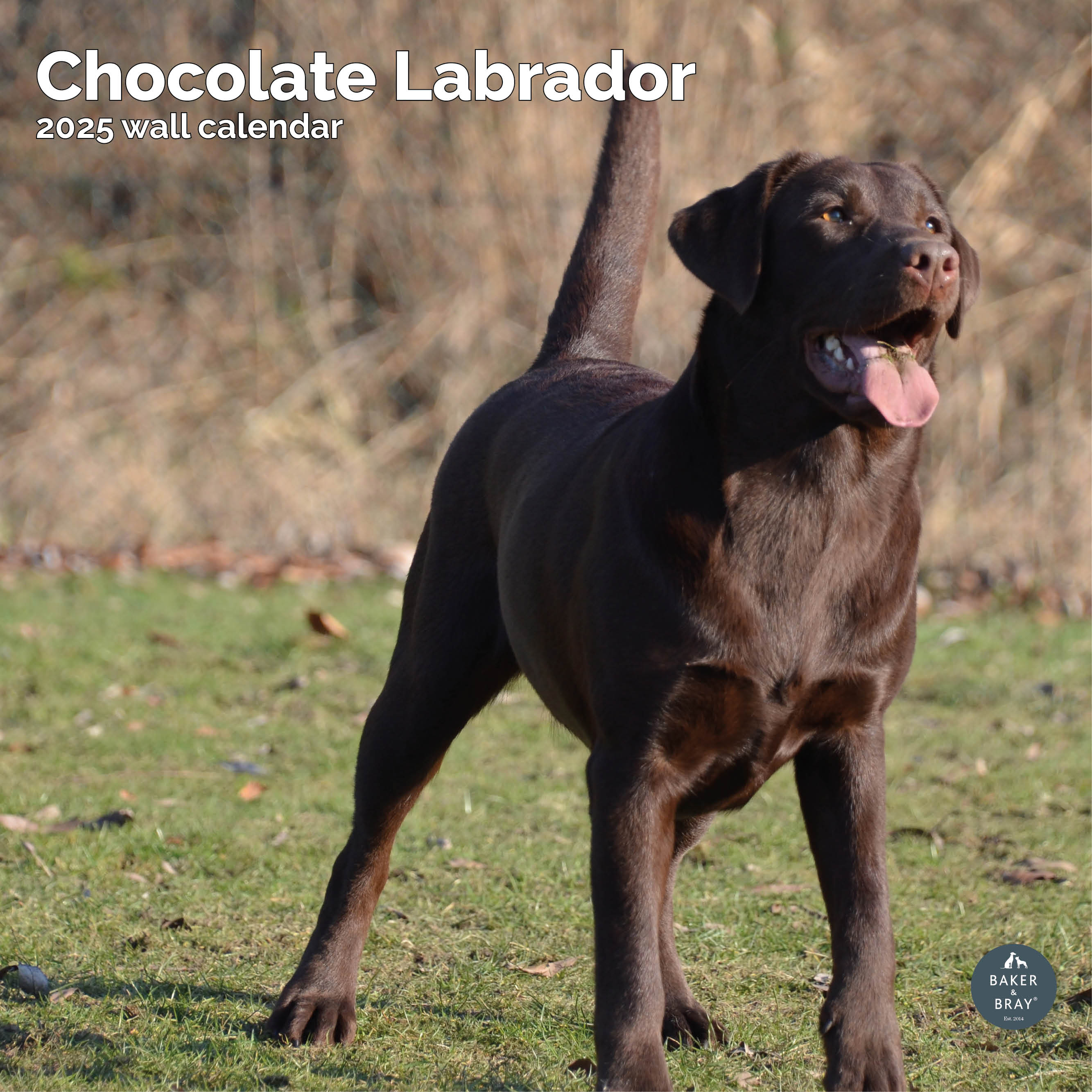 Chocolate Labrador Calendar 2025