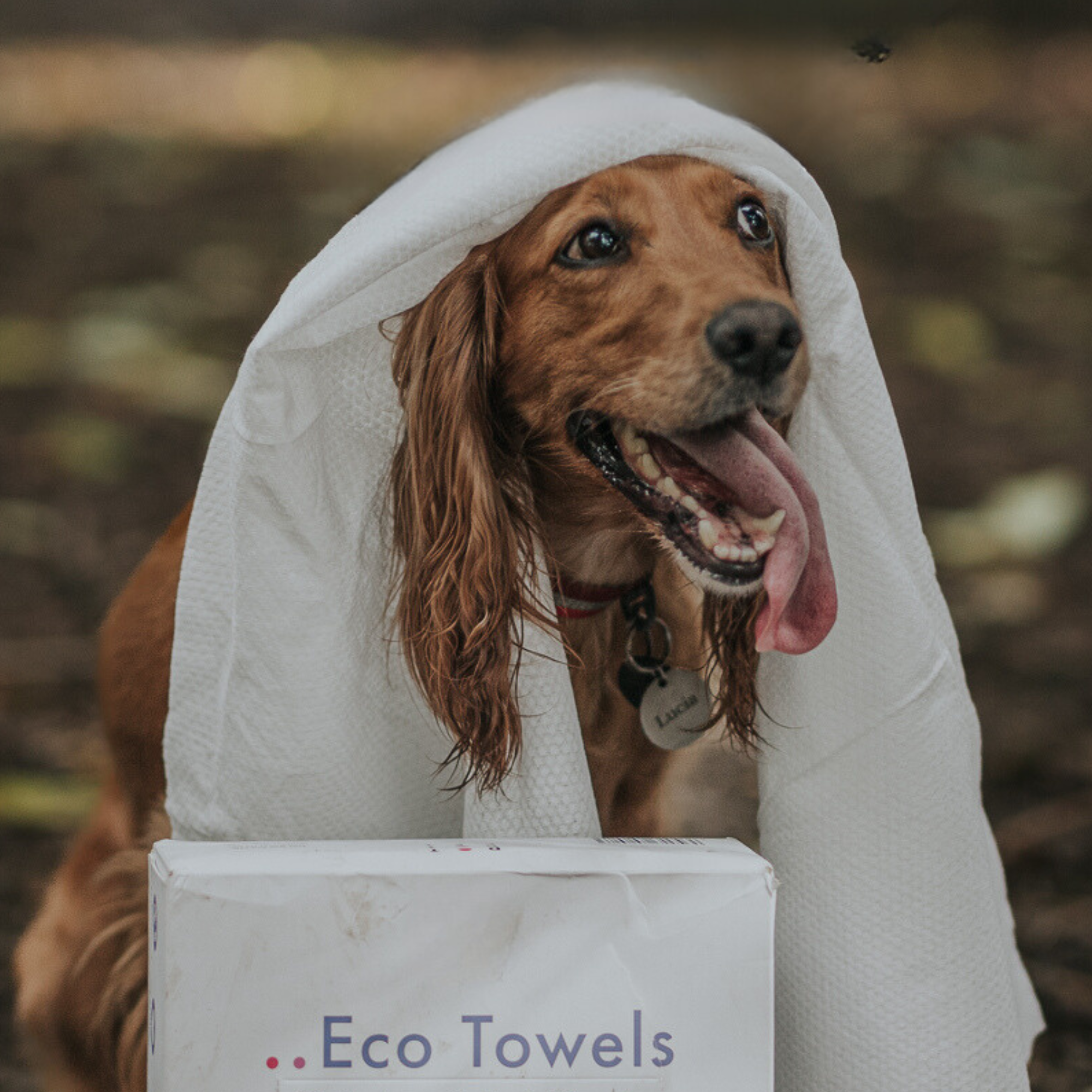 Eco Friendly Dog Towels