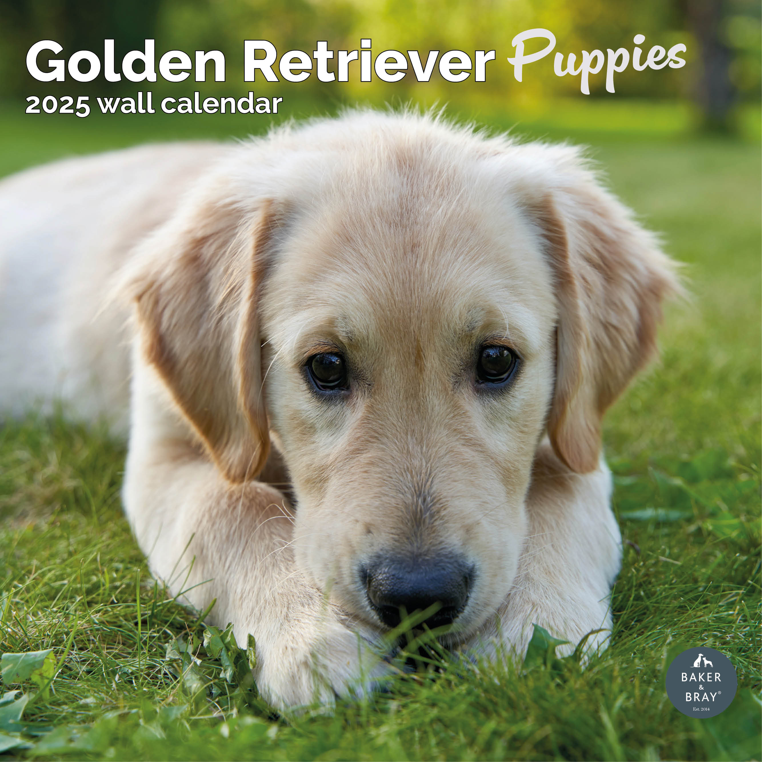 Golden Retriever Puppies Calendar 2025