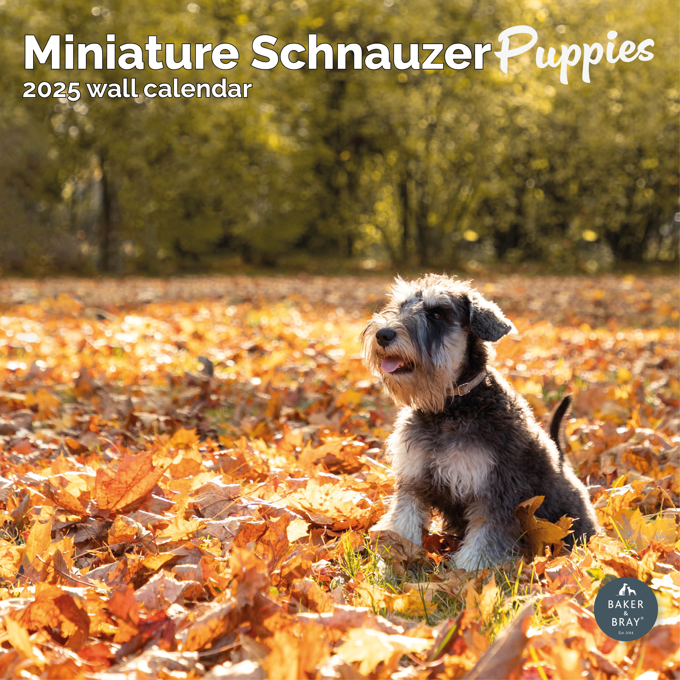Miniature Schnauzer Puppies Calendar 2025